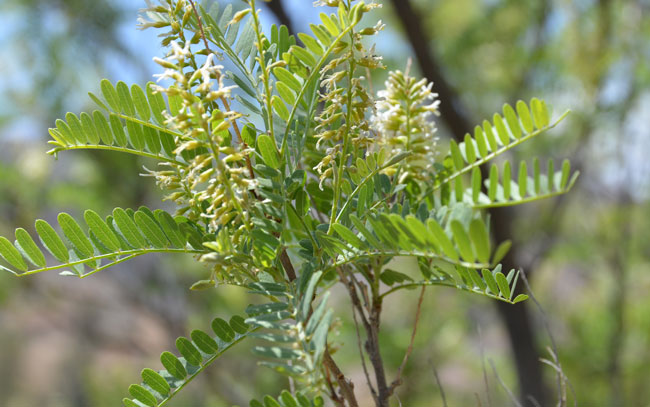 Eysenhardtia orthocarpa, Tahitian Kidneywood, Southwest Desert Flora